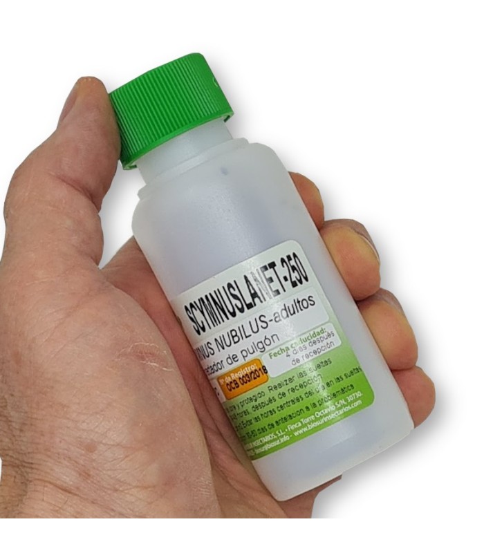 Scymnus nubilus depredador de pulgones y cochinillas