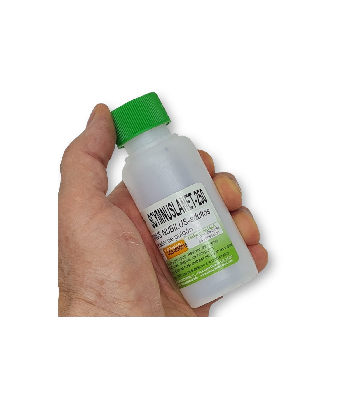 Scymnus nubilus depredador de pulgones y cochinillas