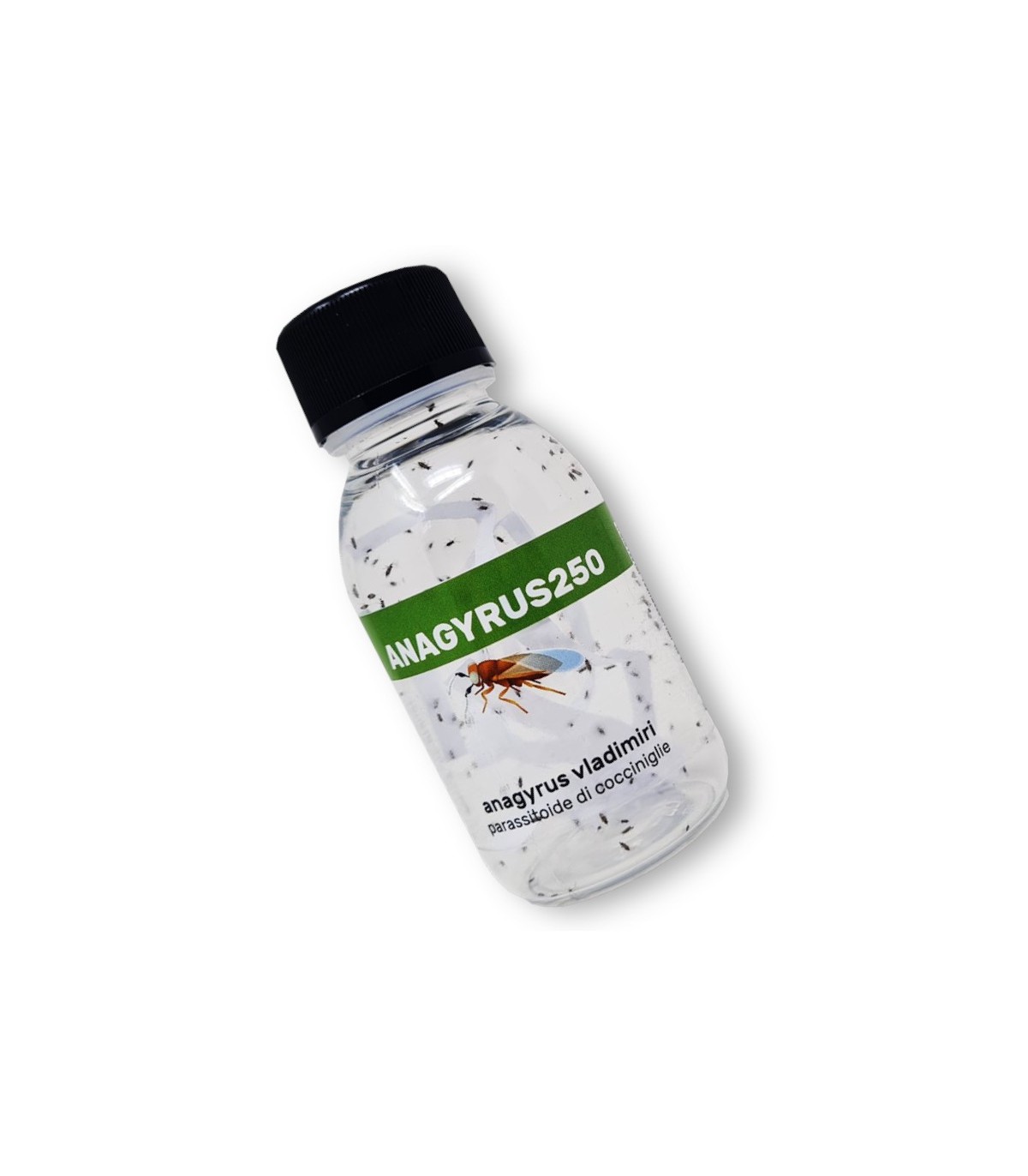 ANAGYRUS 250 enemigo natural de cochinillas