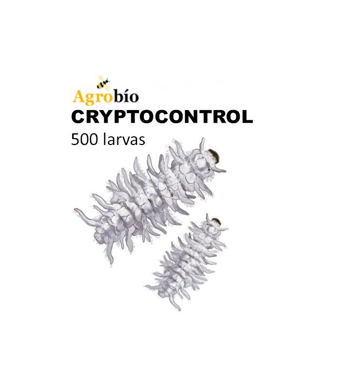 CRYPTOCONTROL 500 larvas depredadoras de cochinilla algodonosa