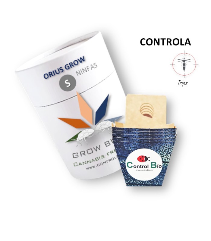 ORIUS GROW (ninfas) depredador de trips