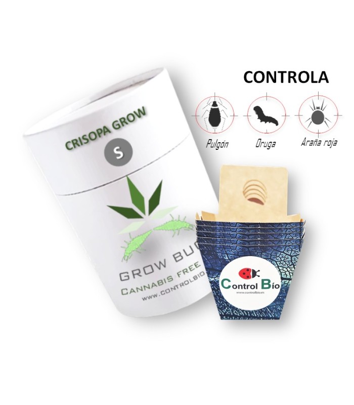 CRISOPA GROW depredador de pulgón
