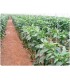 Hilo biodegradable bobina resistencia 20 Kg