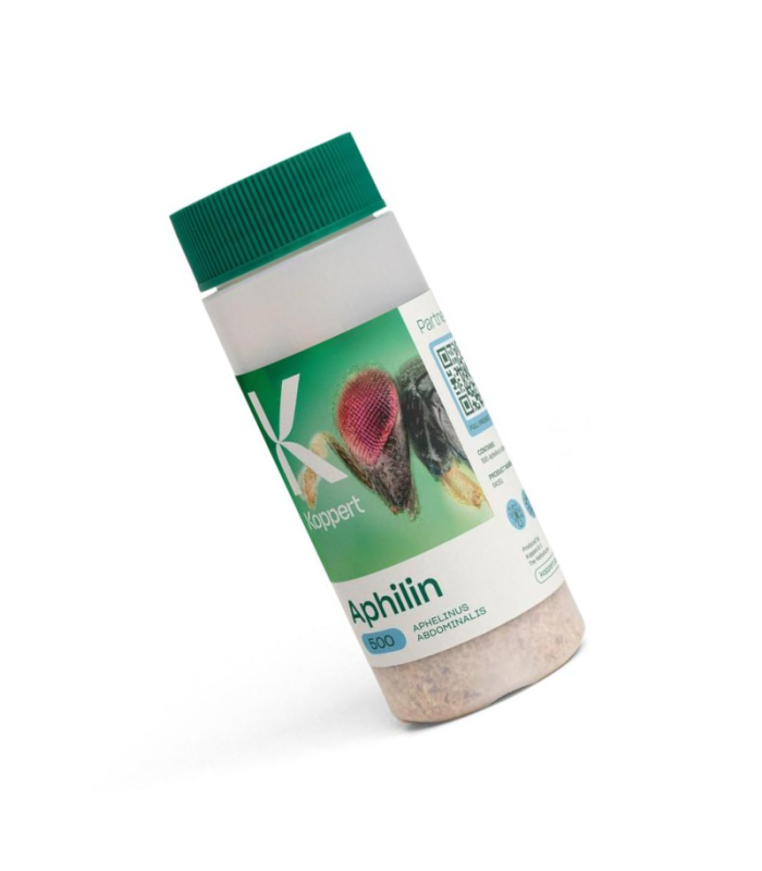 APHILIN 250 Aphelinus abdominalis para control biológico de pulgón