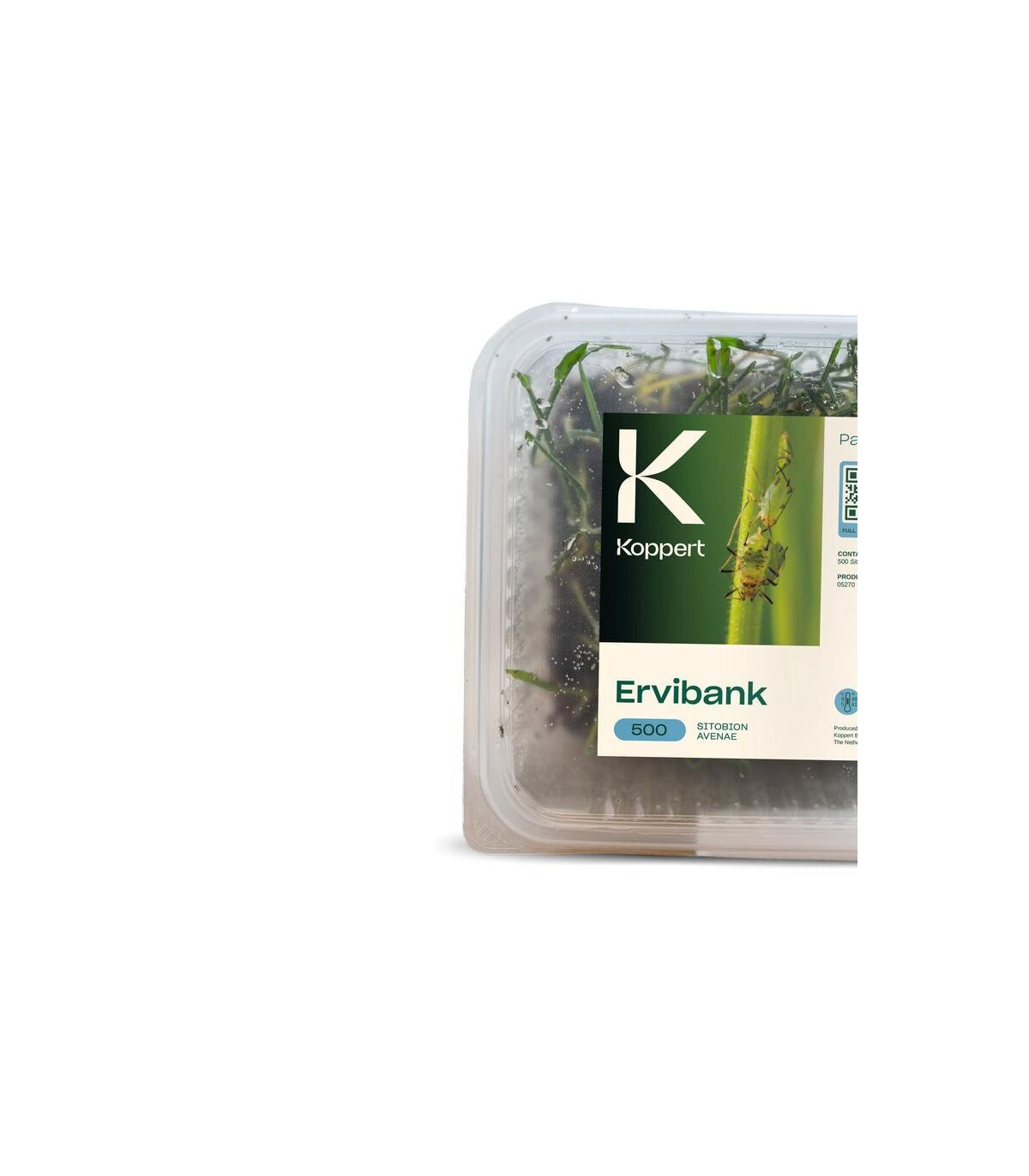 APHIBANK 500 Cereal con pulgon Rhopalosiphon padi