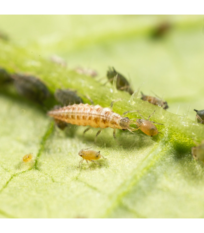 CHRYSOPA 1000 Chrysoperla carnea