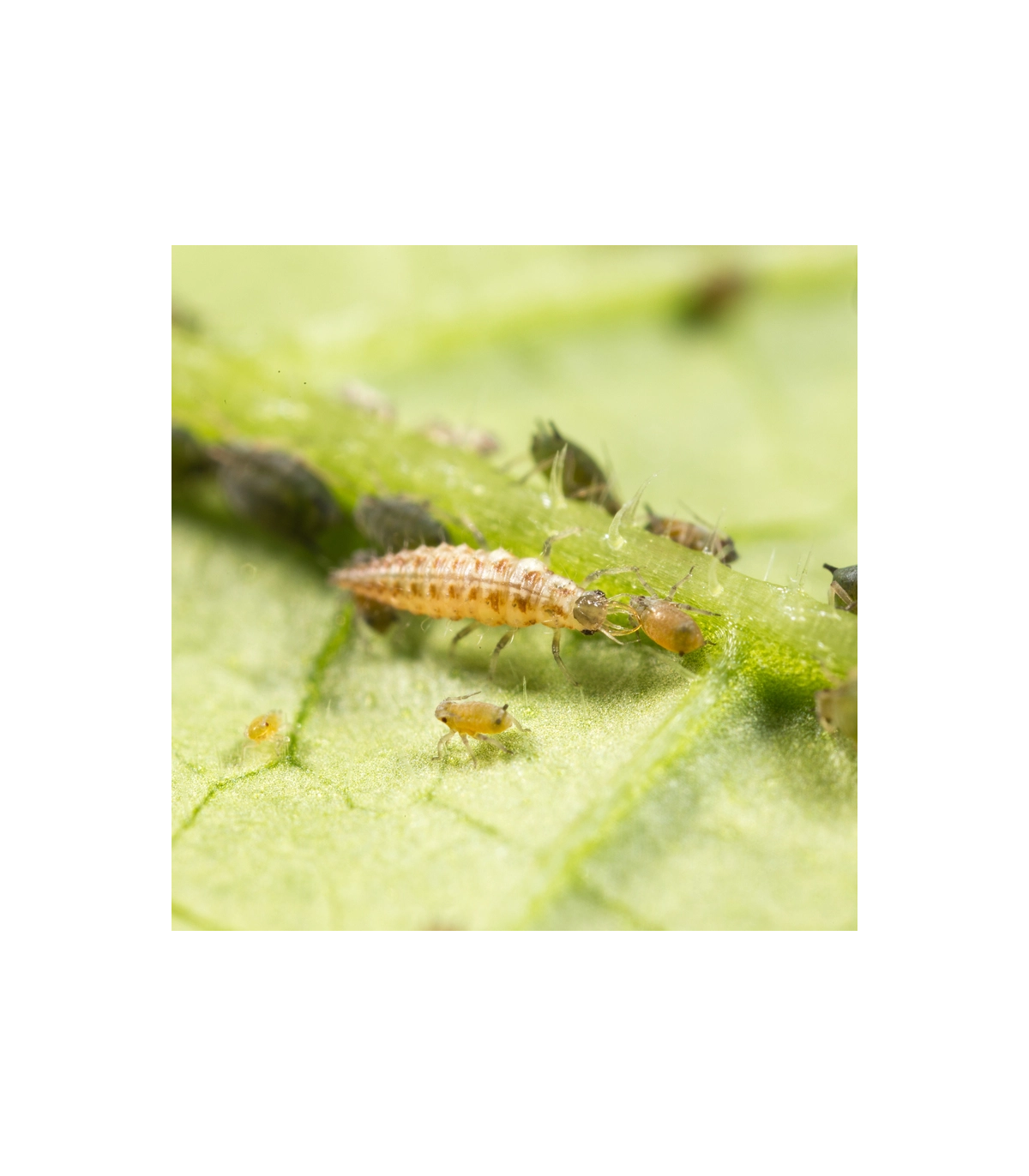CHRYSOPA 1000 Chrysoperla carnea
