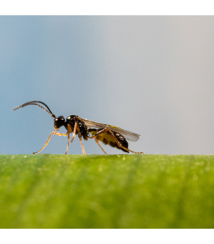 ERVIPAR 500 Aphidius ervi contra pulgón