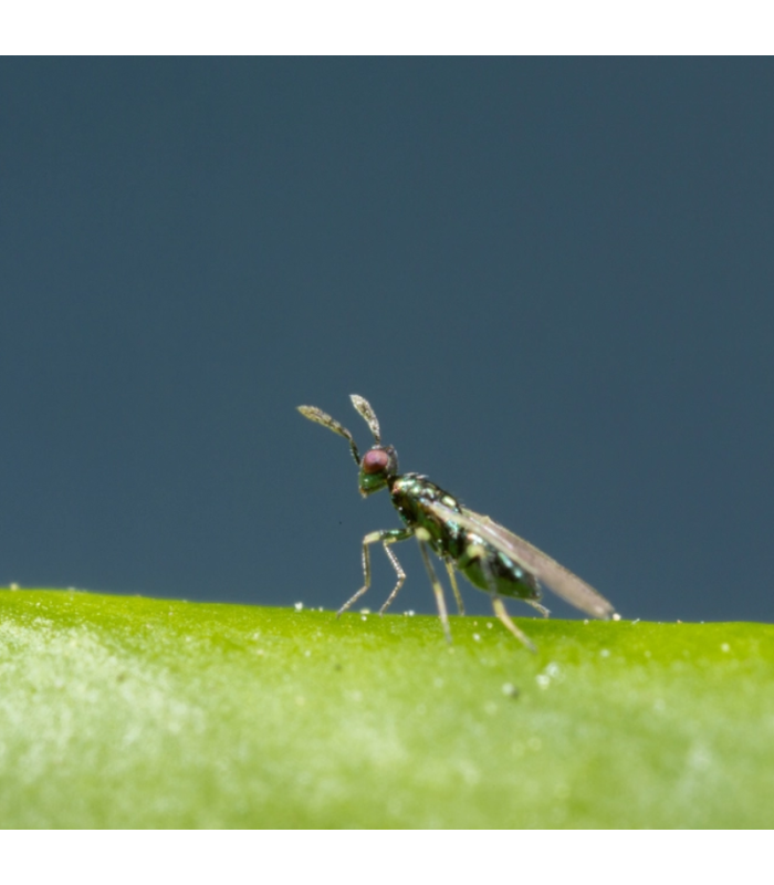 MIGLYPHUS 500 Diglyphus isaea