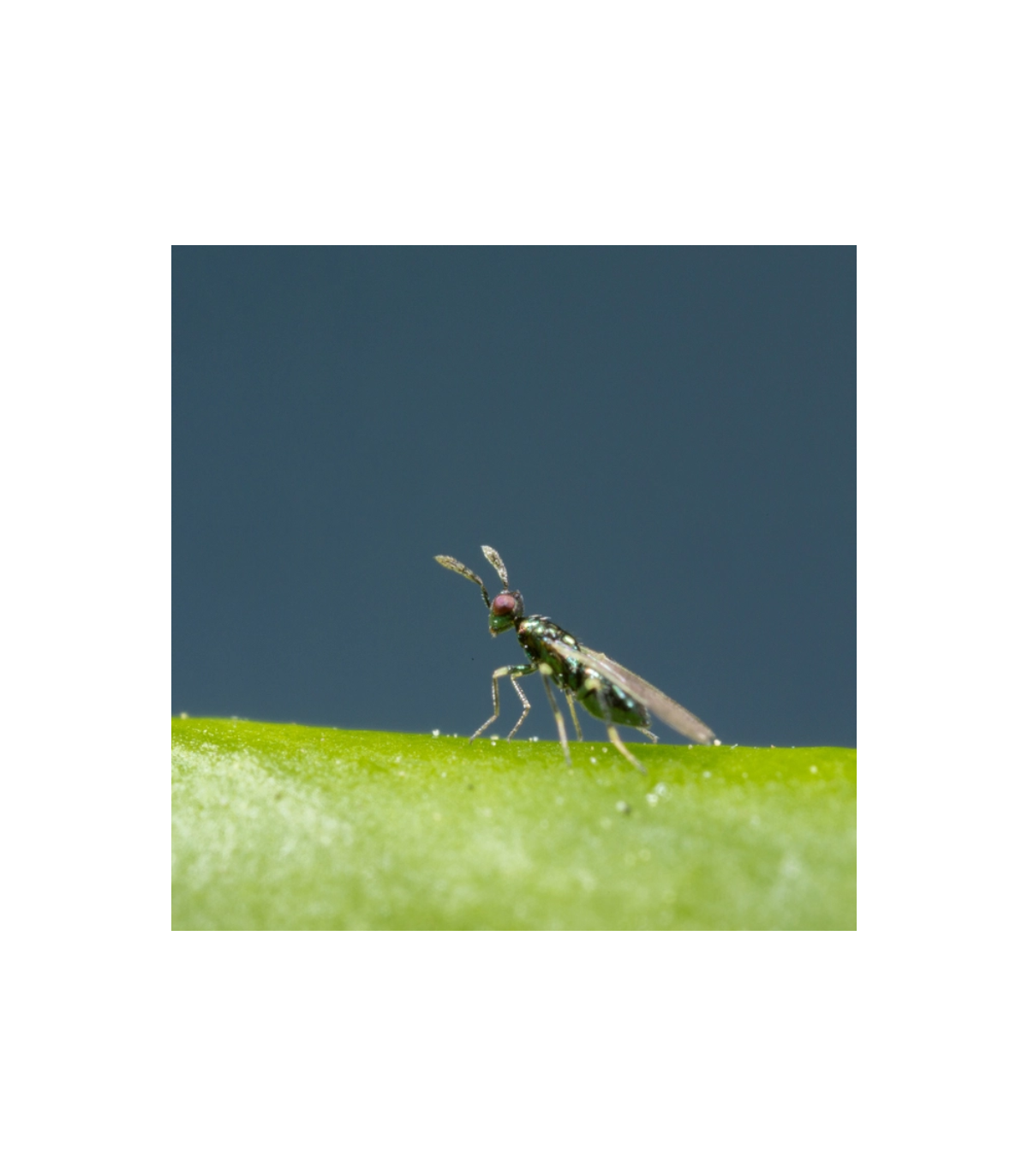 MIGLYPHUS 500 Diglyphus isaea