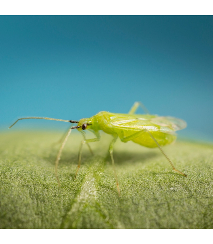 MIRICAL 500 Macrolophus caliginosus