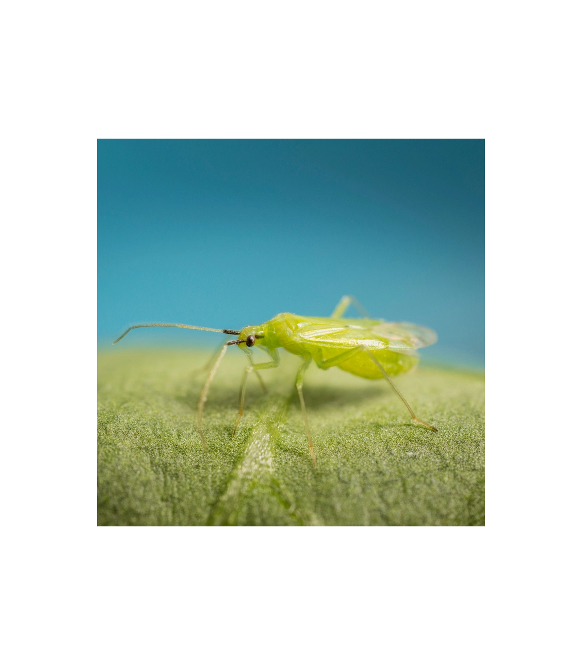 MIRICAL 500 Macrolophus caliginosus
