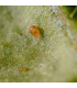 Spical 25000 Neoseiulus californicus ácaro depredador de araña roja