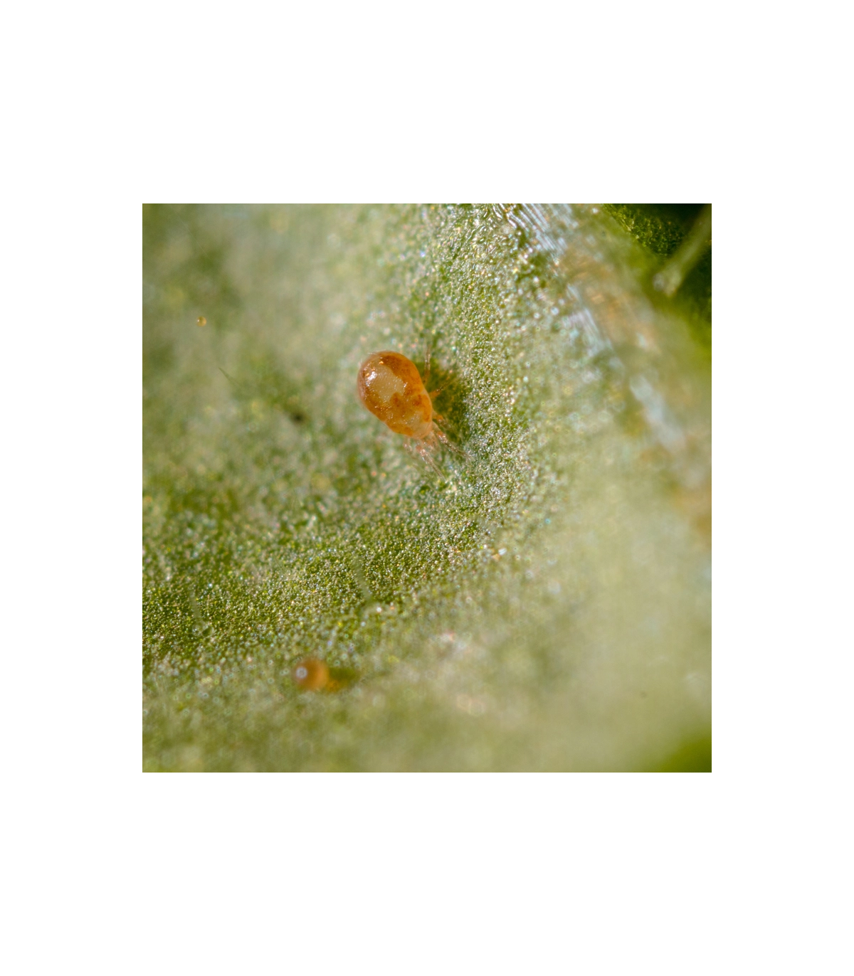 Spical 25000 Neoseiulus californicus ácaro depredador de araña roja