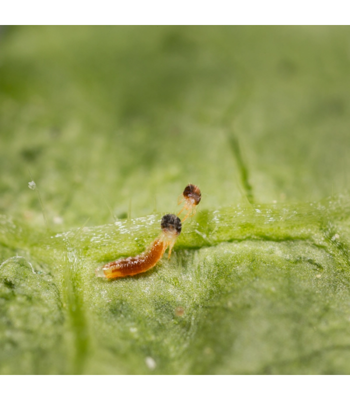 Feltiella acarisuga contra araña roja