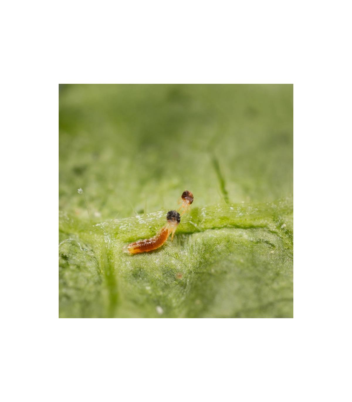 Feltiella acarisuga contra araña roja