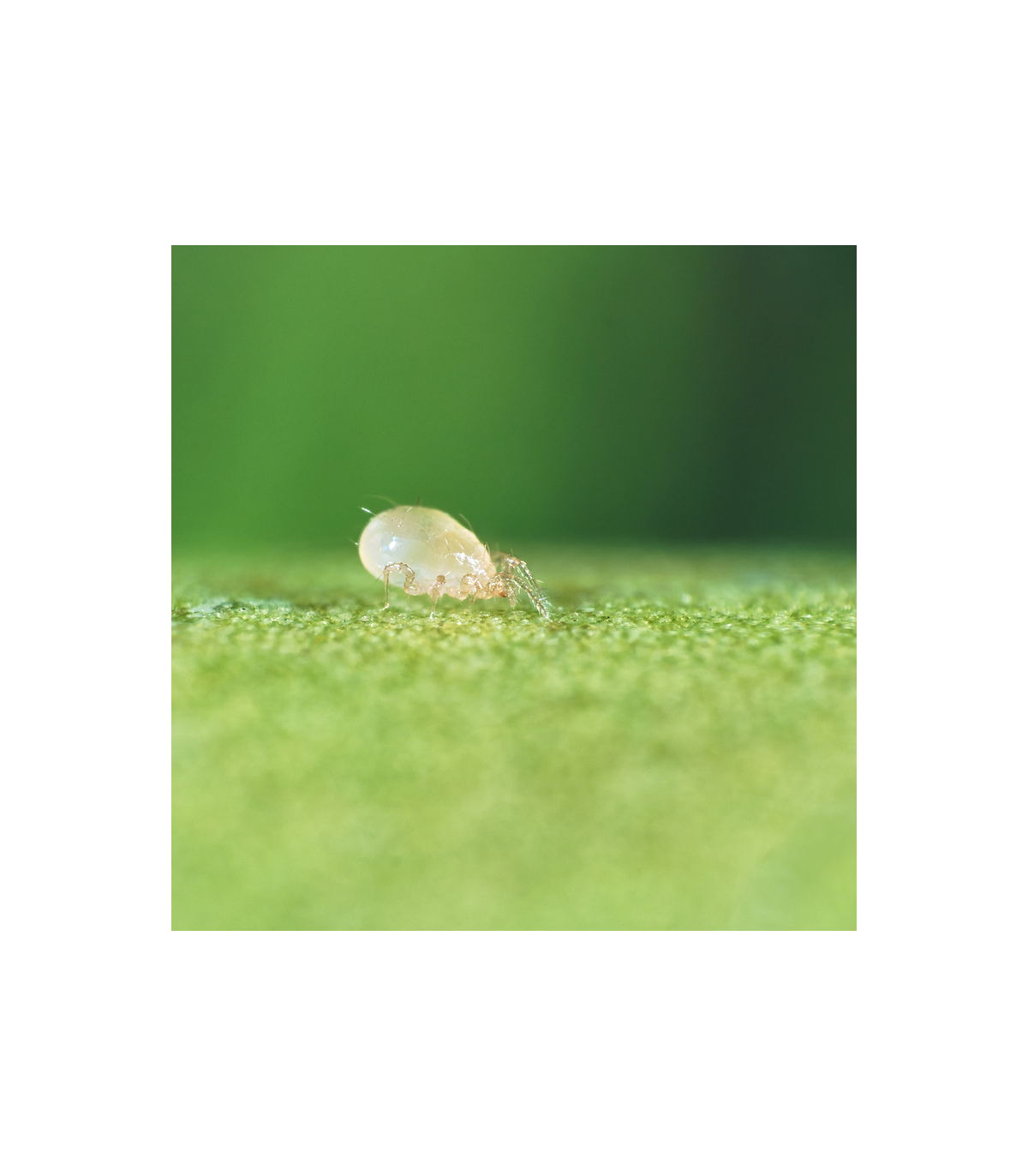 SWIRSKI-MITE 50000 Amblyseius swirskii acaros depredadores