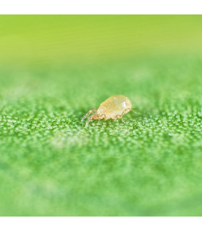 Thripex 50000 Amblyseius cucumeris contra tripseius cucumeris, ácaro depredador indicado para el control de trips