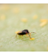 THRIPOR-M 1.000 Orius majusculus depredador generalista