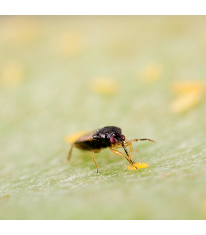 THRIPOR-M 1.000 Orius majusculus depredador generalista
