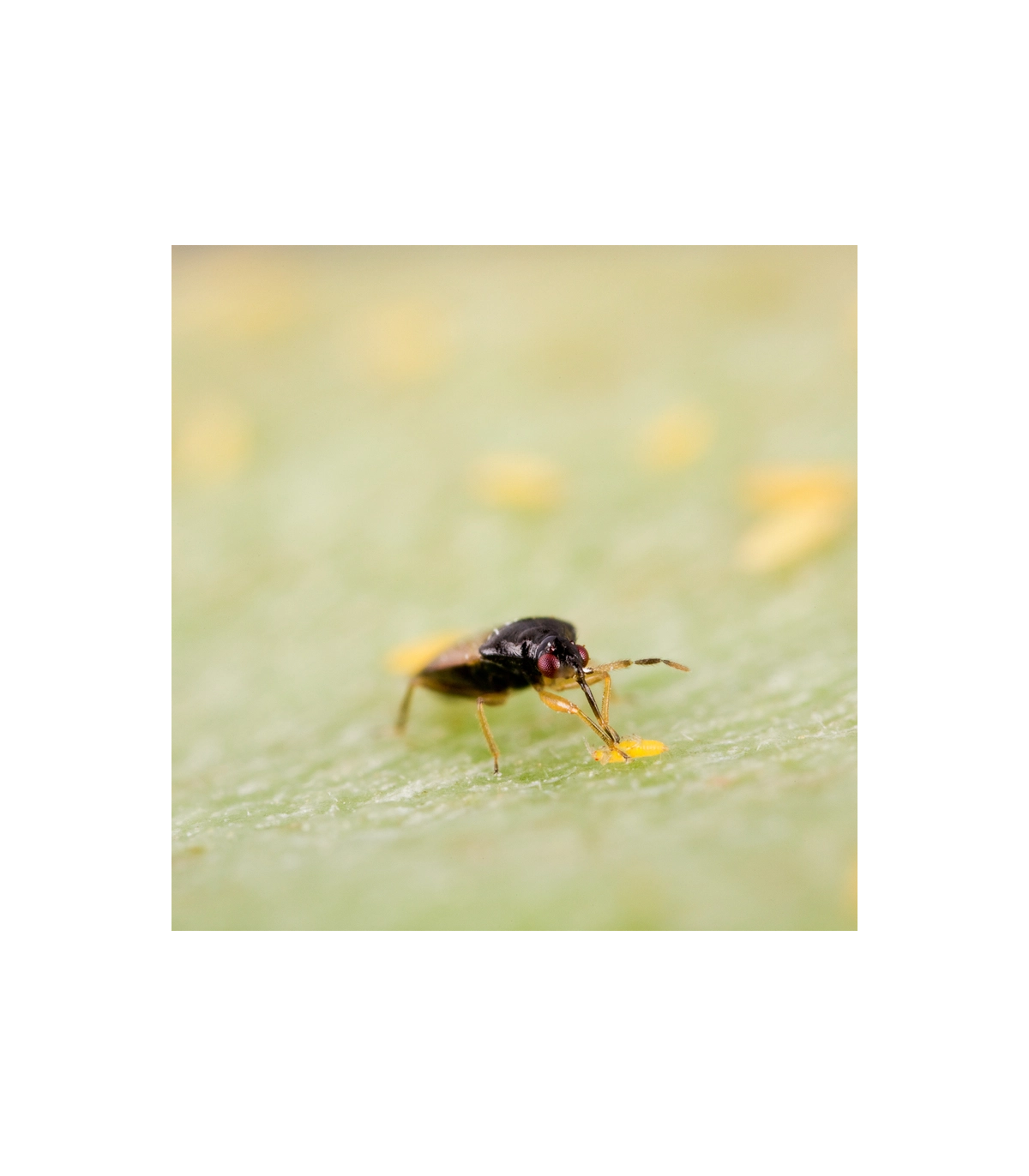 THRIPOR-M 1.000 Orius majusculus depredador generalista