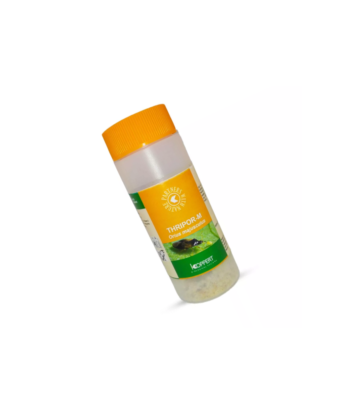 THRIPOR-M 1.000 Orius majusculus depredador generalista