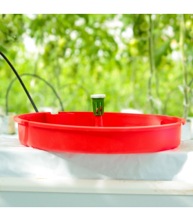 TUTASAN  trampa de agua para  Tuta absoluta