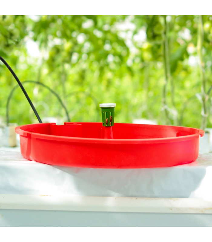 Trampa de agua TUTASAN para Tuta absoluta