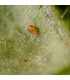 Spical ULTIMITE 100 sobres con el ácaro depredador amblyseius californicus para control de araña roja