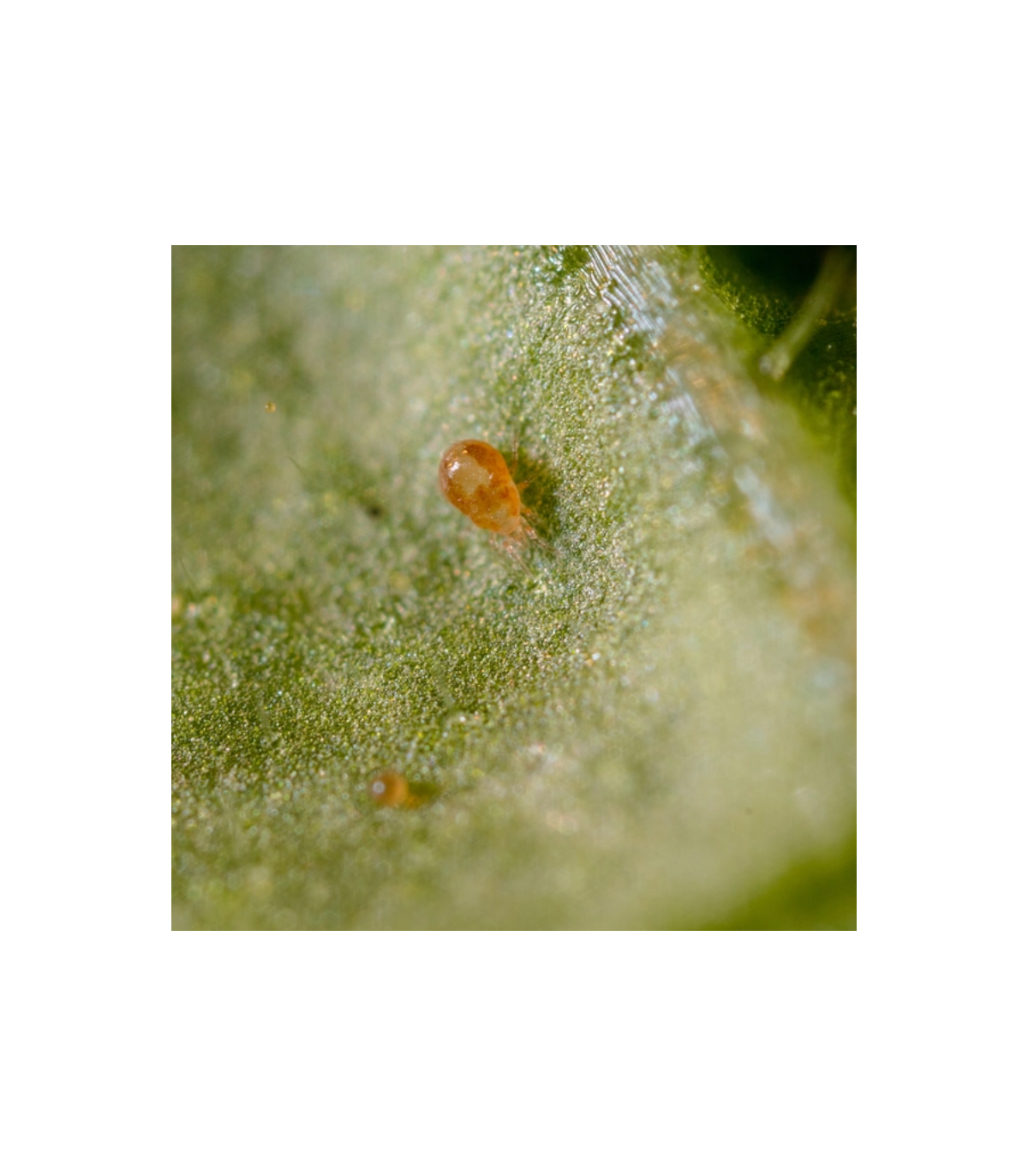 Spical ULTIMITE 100 sobres con el ácaro depredador amblyseius californicus para control de araña roja