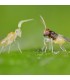 Enermix 15000 contra mosca blanca