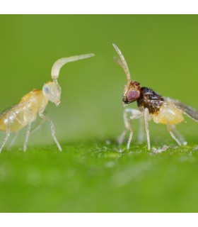 ENERMIX 15000 Encarsia y Eretmocerus contra mosca blanca