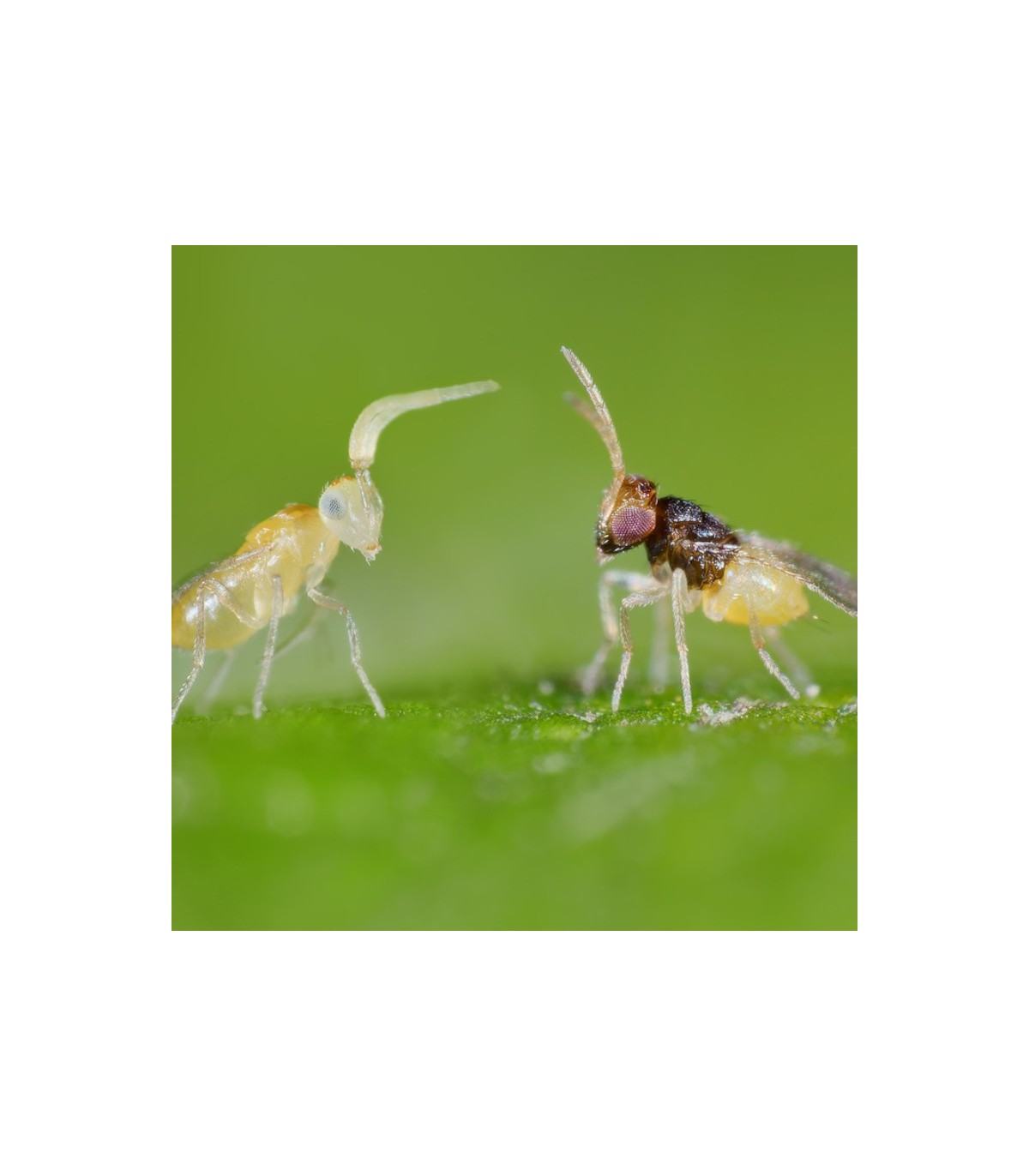 Enermix 15000 contra mosca blanca