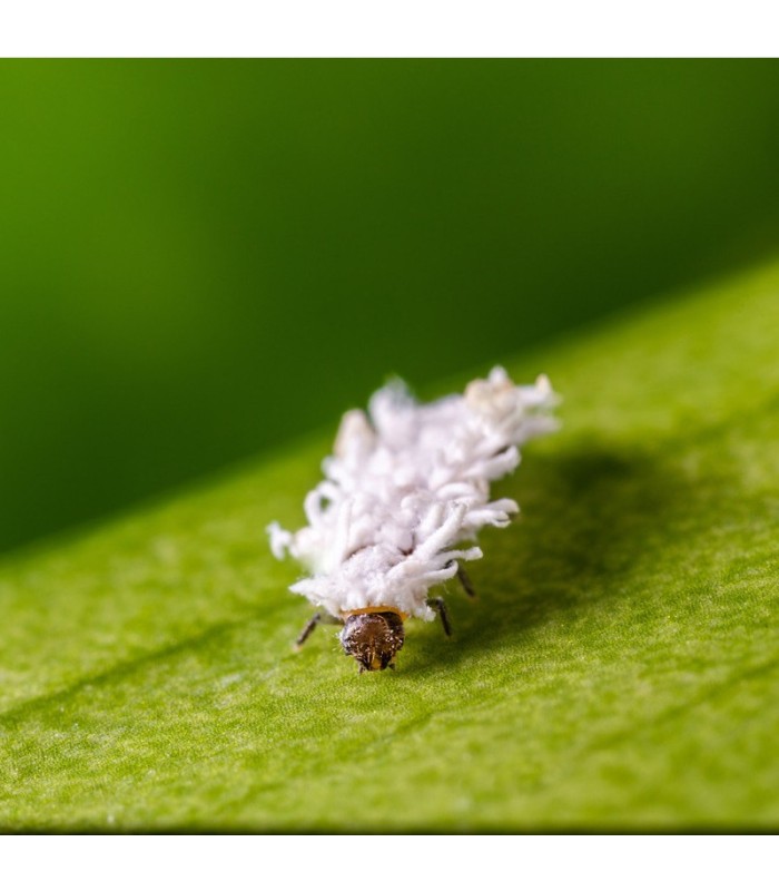 CRYPTOBUG L Cryptolaemus montrouzieri