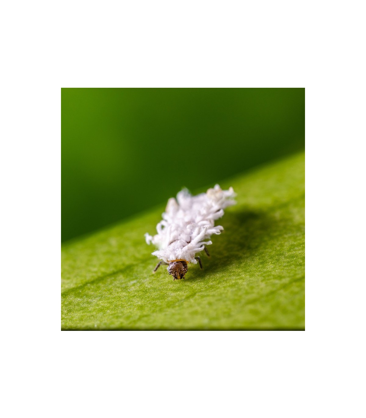 CRYPTOBUG L Cryptolaemus montrouzieri
