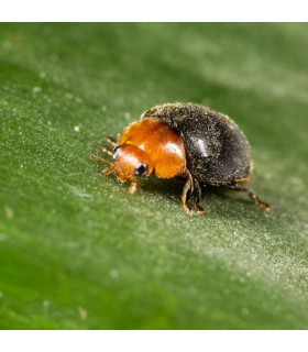 CRYPTOBUG 500 adultos Cryptolaemus montrouzieri