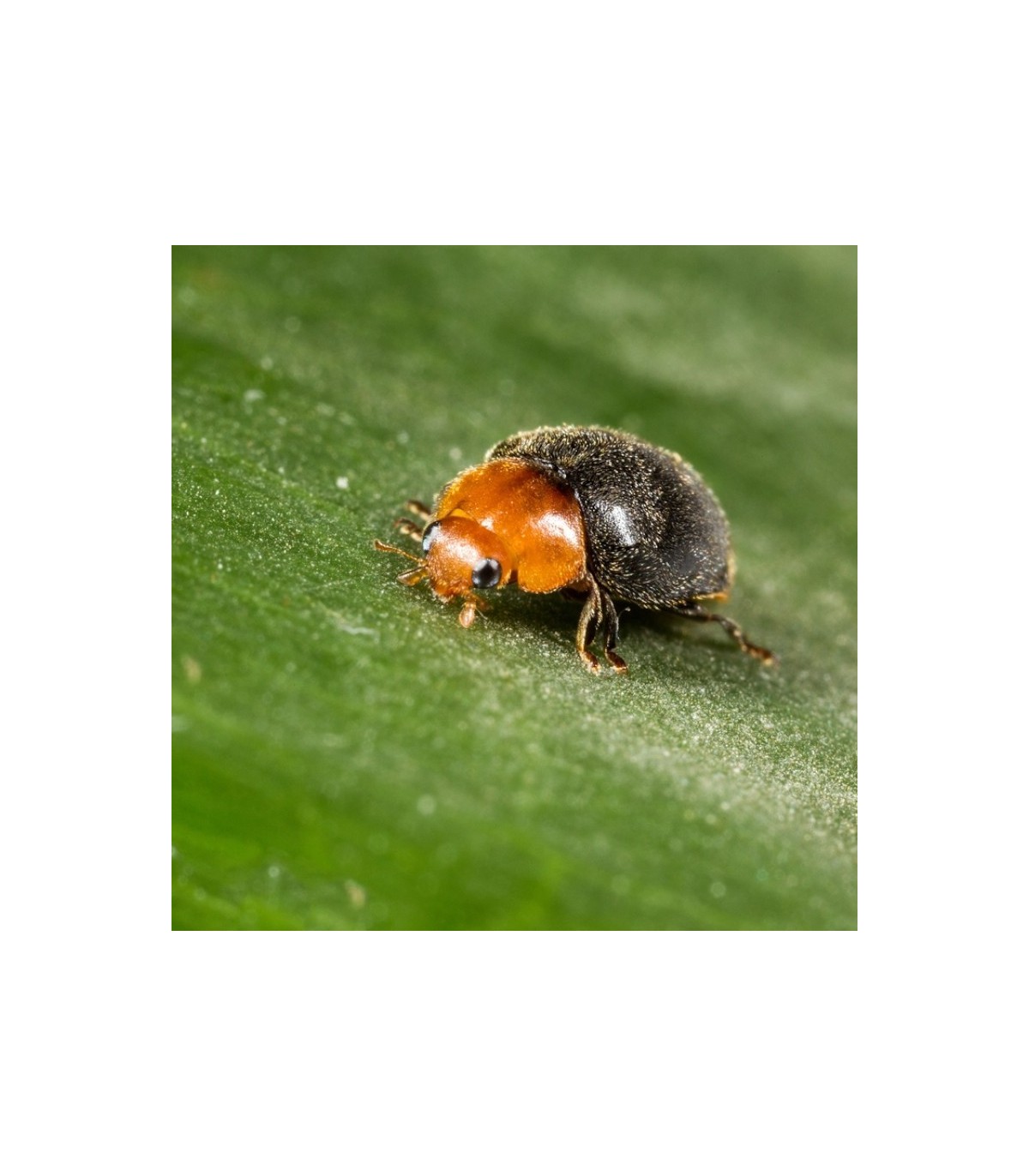 CRYPTOBUG 500 Cryptolaemus montrouzieri