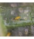 Ercal 15000 - Tarjeta / Eretmocerus eremicus