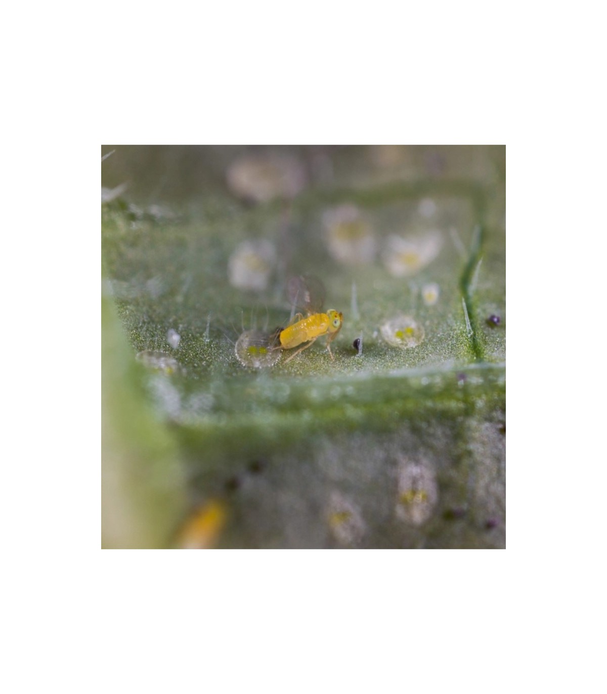 Ercal 15000 - Tarjeta / Eretmocerus eremicus