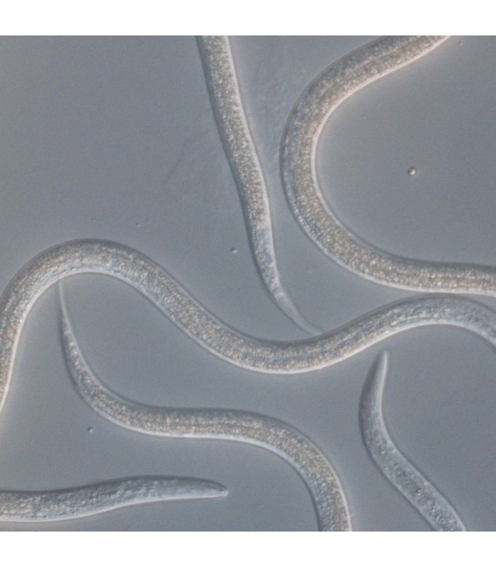 ENTONEM 50 contra mosca del mantillo
