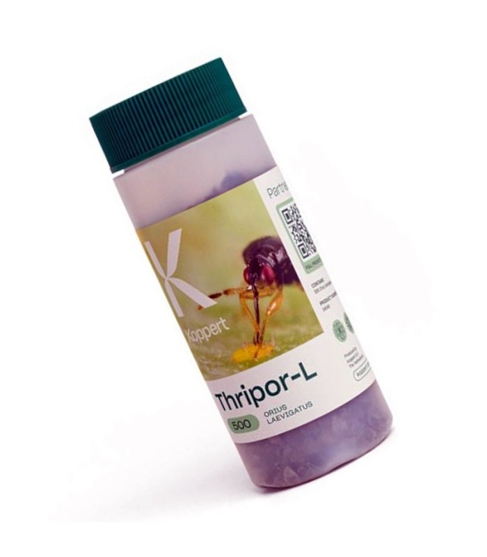Thripor L 500 Orius laevigatus contra trips