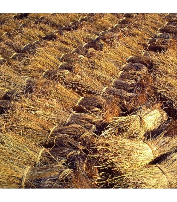 ESPARTO cocido picado (manojo)