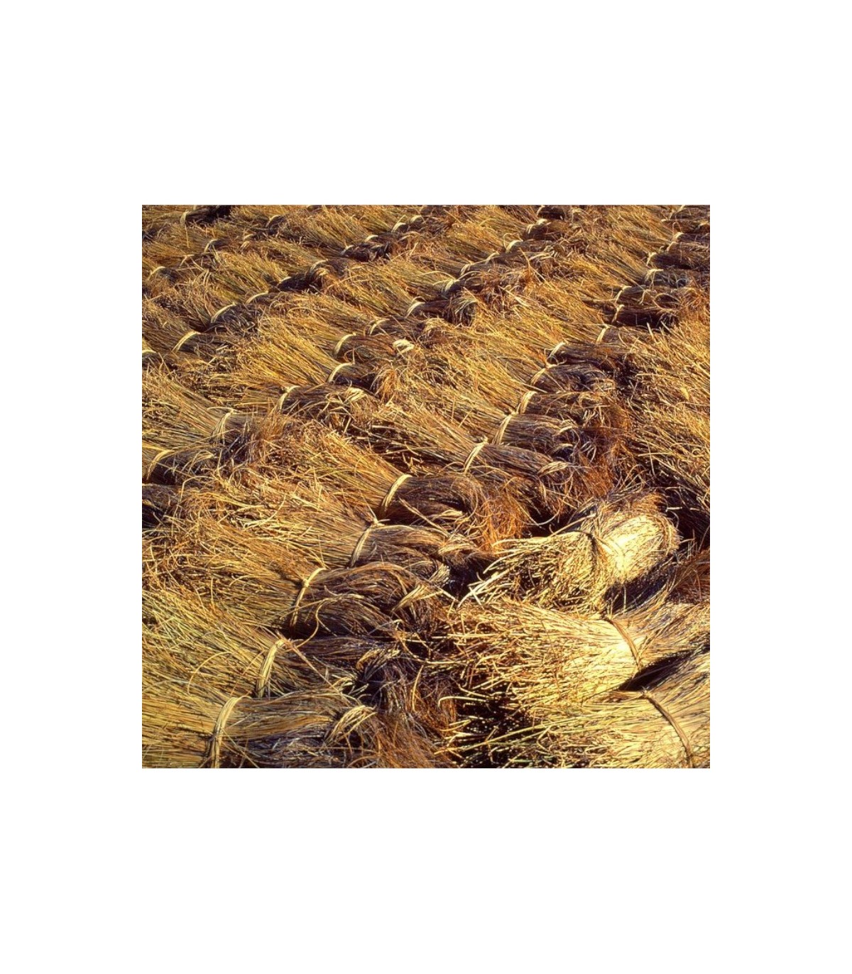 ESPARTO cocido picado (manojo)