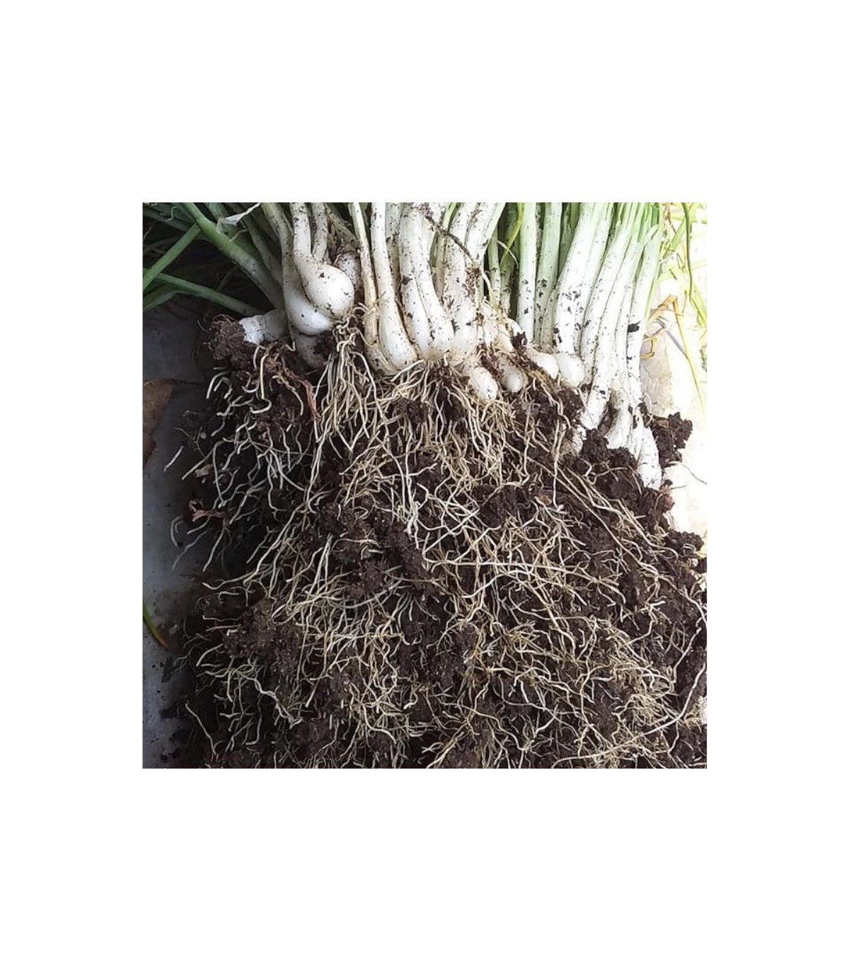 GUANFERTY guano de murciélago 500 g