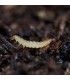 ATHETA GROW 500 Depredador  de suelo