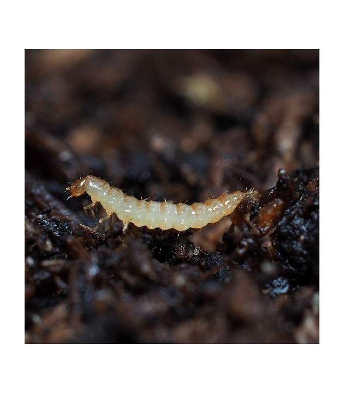 ATHETA GROW 500 Depredador  de suelo
