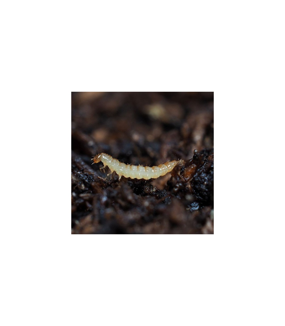 ATHETA GROW 500 Depredador  de suelo