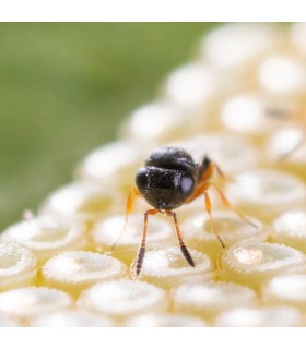 NEZAPAR contra Chinche verde apestosa