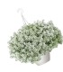 Lobularia colgante refugio de insectos beneficiosos