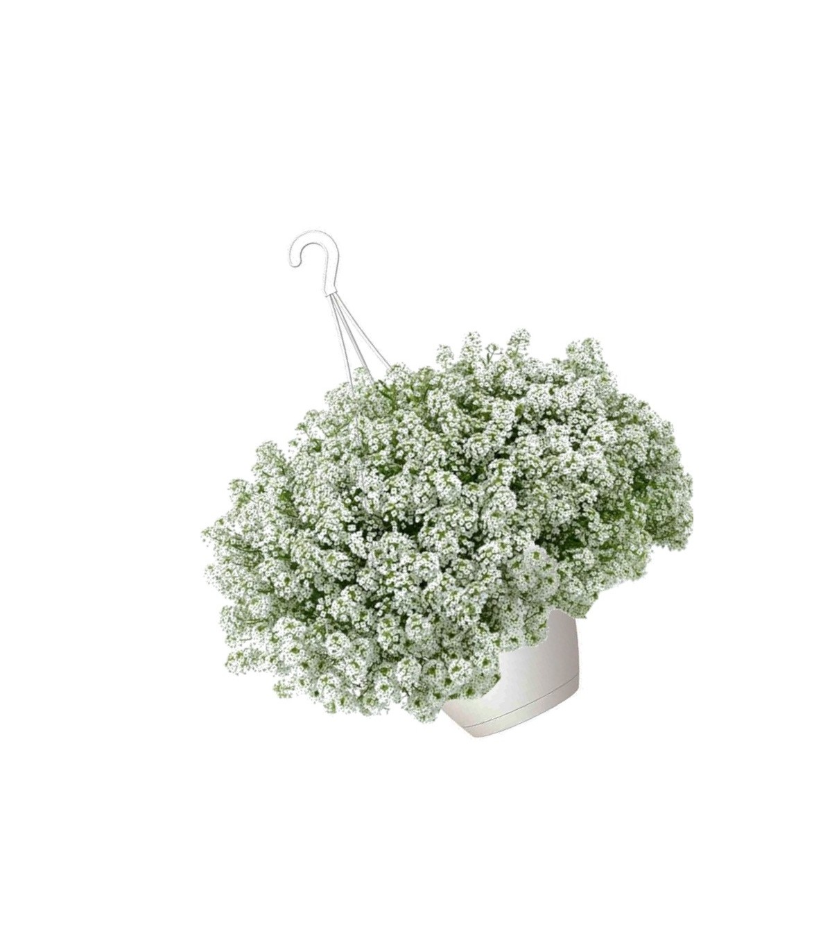 Lobularia colgante refugio de insectos beneficiosos
